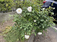 IMG_0977