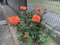 IMG_0981