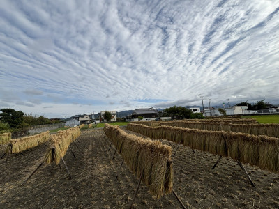 202510稲木干し１